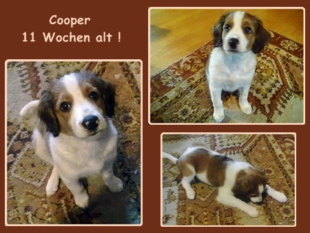 Kooikerhondje von der Spessartrose