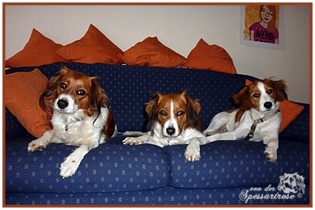 Kooikerhondje von der Spessartrose