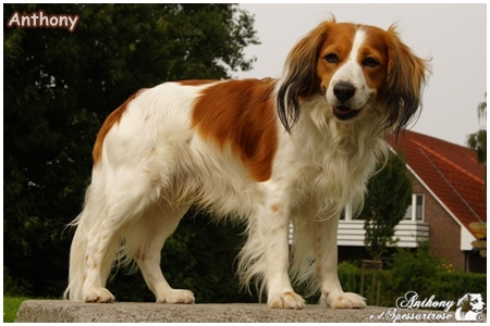 Kooikerhondje von der Spessartrose