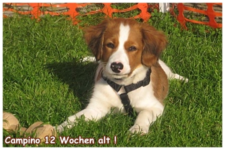 Kooikerhondje von der Spessartrose