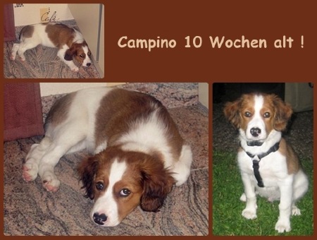 Kooikerhondje von der Spessartrose