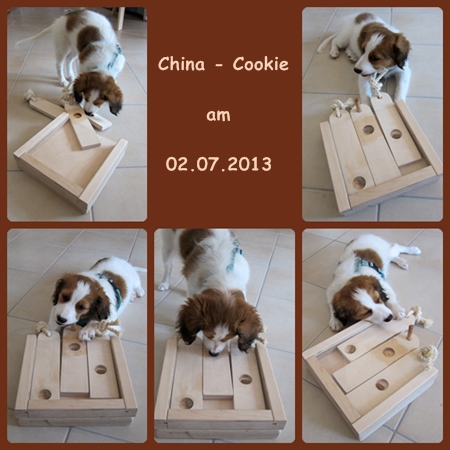 Kooikerhondje von der Spessartrose