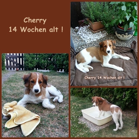 Kooikerhondje von der Spessartrose