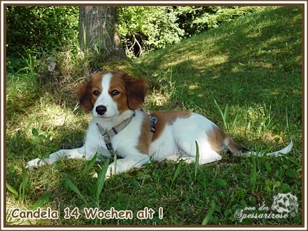 Kooikerhondje von der Spessartrose