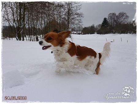 Kooikerhondje von der Spessartrose