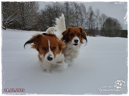 Kooikerhondje von der Spessartrose