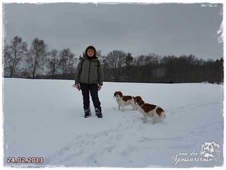 Kooikerhondje von der Spessartrose