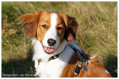 Kooikerhondje von der Spessartrose