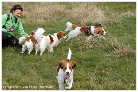 Kooikerhondje von der Spessartrose