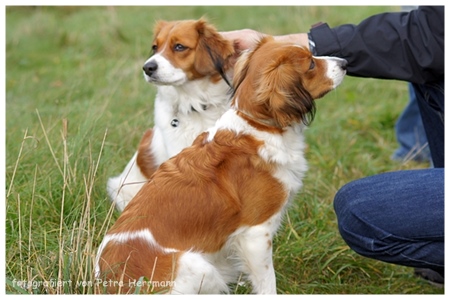 Kooikerhondje von der Spessartrose