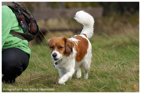 Kooikerhondje von der Spessartrose