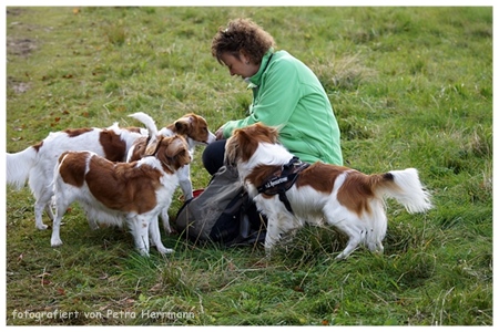 Kooikerhondje von der Spessartrose