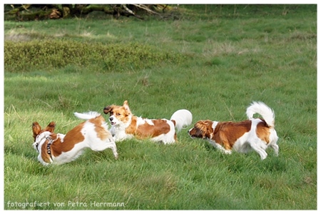 Kooikerhondje von der Spessartrose