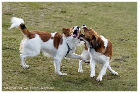 Kooikerhondje von der Spessartrose