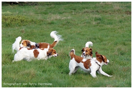 Kooikerhondje von der Spessartrose