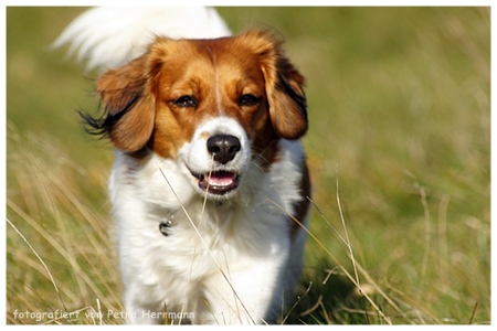 Kooikerhondje von der Spessartrose