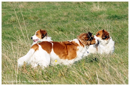 Kooikerhondje von der Spessartrose