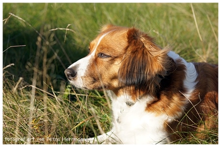 Kooikerhondje von der Spessartrose