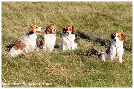 Kooikerhondje von der Spessartrose