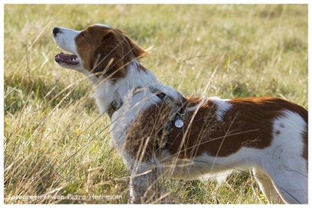 Kooikerhondje von der Spessartrose