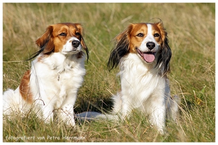 Kooikerhondje von der Spessartrose