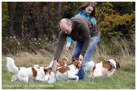 Kooikerhondje von der Spessartrose