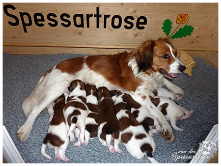 Kooikerhondje von der Spessartrose