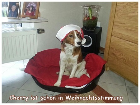 Kooikerhondje von der Spessartrose