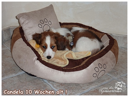 Kooikerhondje von der Spessartrose