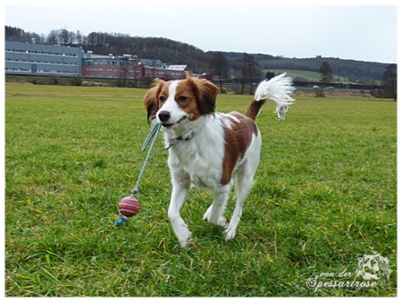 Kooikerhondje von der Spessartrose