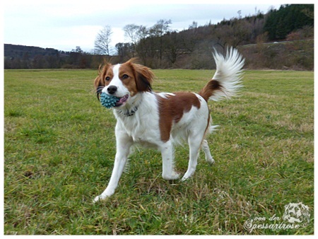 Kooikerhondje von der Spessartrose