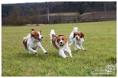 Kooikerhondje von der Spessartrose