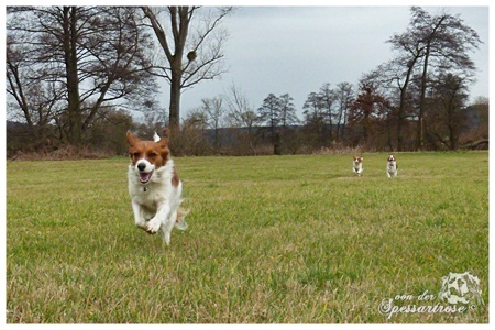 Kooikerhondje von der Spessartrose