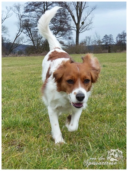 Kooikerhondje von der Spessartrose