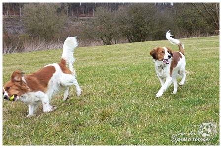 Kooikerhondje von der Spessartrose