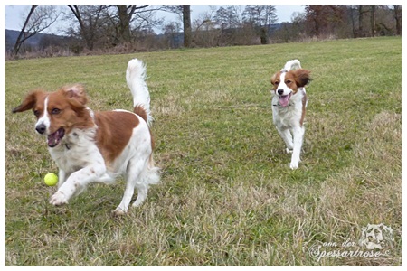 Kooikerhondje von der Spessartrose