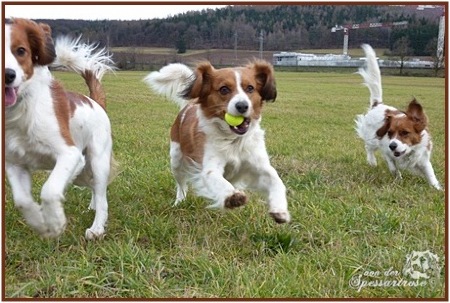 Kooikerhondje von der Spessartrose