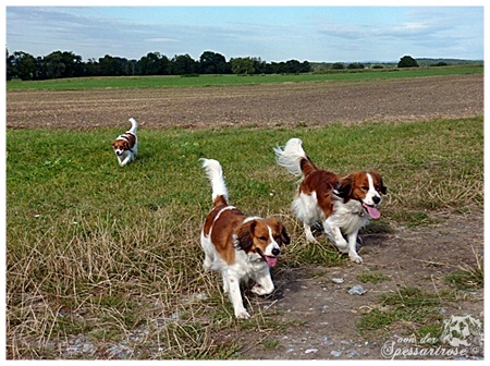 Kooikerhondje von der Spessartrose