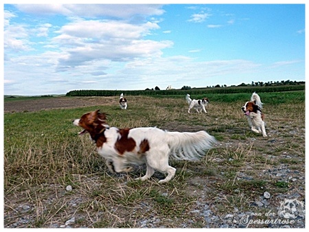 Kooikerhondje von der Spessartrose