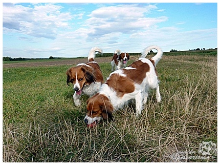 Kooikerhondje von der Spessartrose