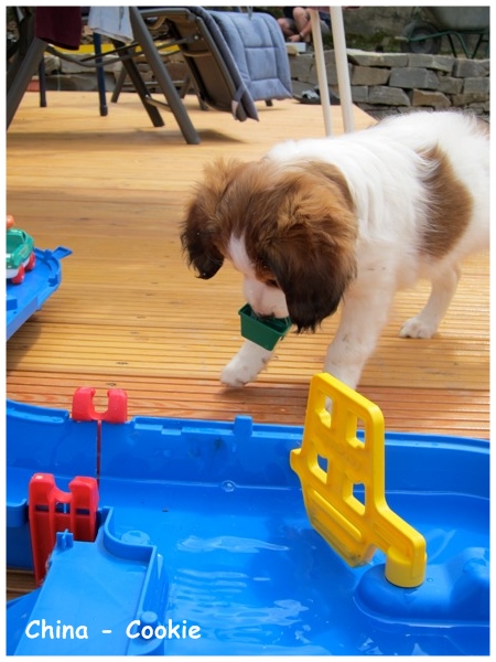 Kooikerhondje von der Spessartrose