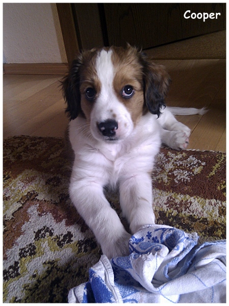 Kooikerhondje von der Spessartrose