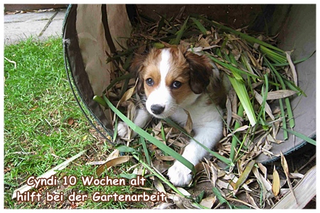 Kooikerhondje von der Spessartrose