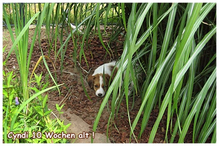 Kooikerhondje von der Spessartrose