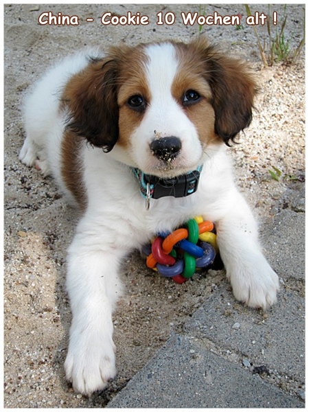 Kooikerhondje von der Spessartrose