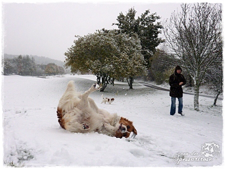 Kooikerhondje von der Spessartrose