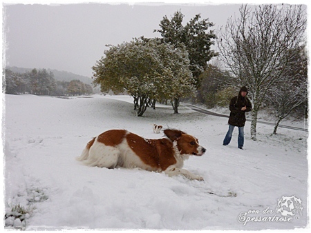 Kooikerhondje von der Spessartrose