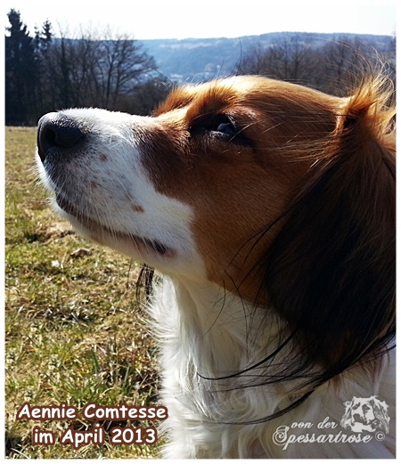 Kooikerhondje von der Spessartrose