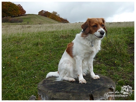 Kooikerhondje von der Spessartrose