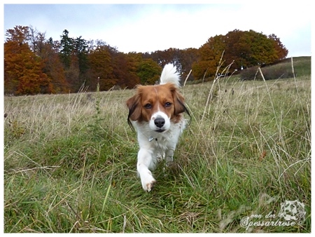 Kooikerhondje von der Spessartrose